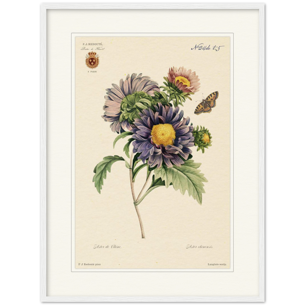 Pierre-Joseph Redouté, floral, flowers, art, wall art, flower prints, botanical, illustration, plants, roses