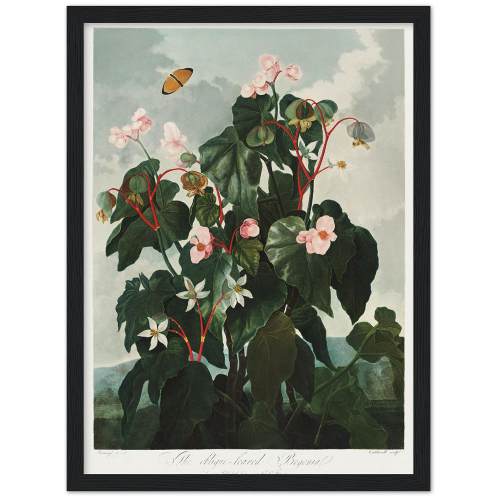 The oblique-leaved begonia by R.J. Thornton, 1807