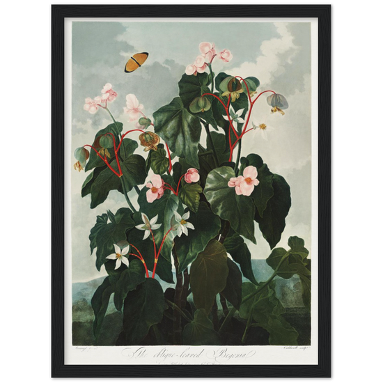 The oblique-leaved begonia by R.J. Thornton, 1807