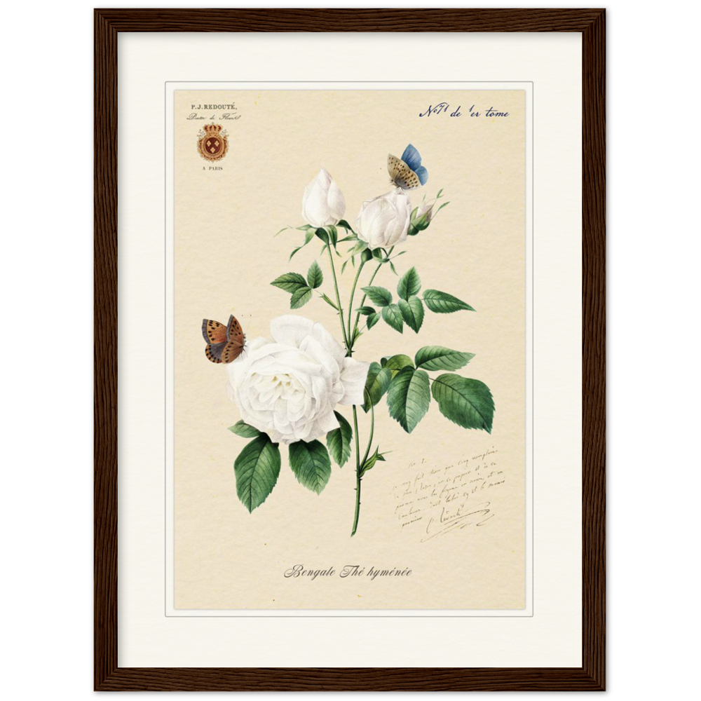 Pierre-Joseph Redouté, floral, flowers, art, wall art, flower prints, botanical, illustration, plants, roses