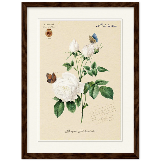Pierre-Joseph Redouté, floral, flowers, art, wall art, flower prints, botanical, illustration, plants, roses