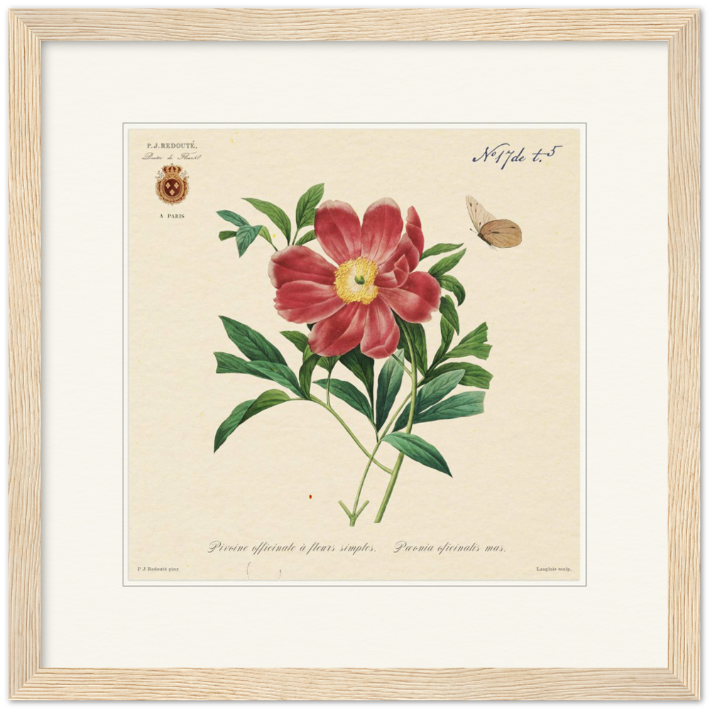 Peony by Redouté, 1827 (édition classique)