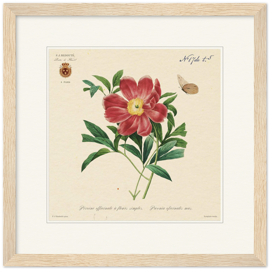Peony by Redouté, 1827 (édition classique)
