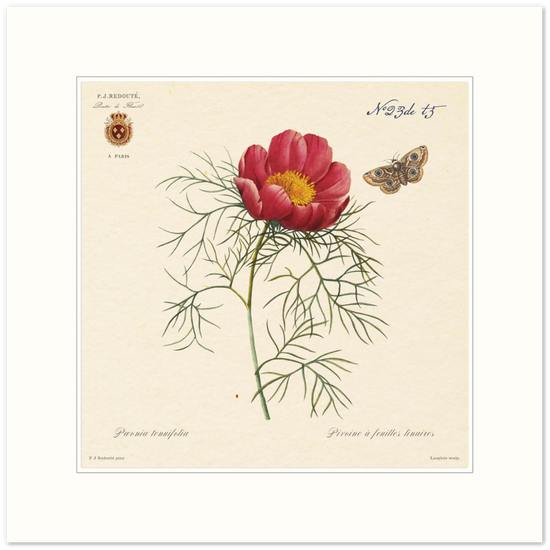 Pierre-Joseph Redouté, floral, flowers, art, wall art, flower prints, botanical, illustration, plants, roses