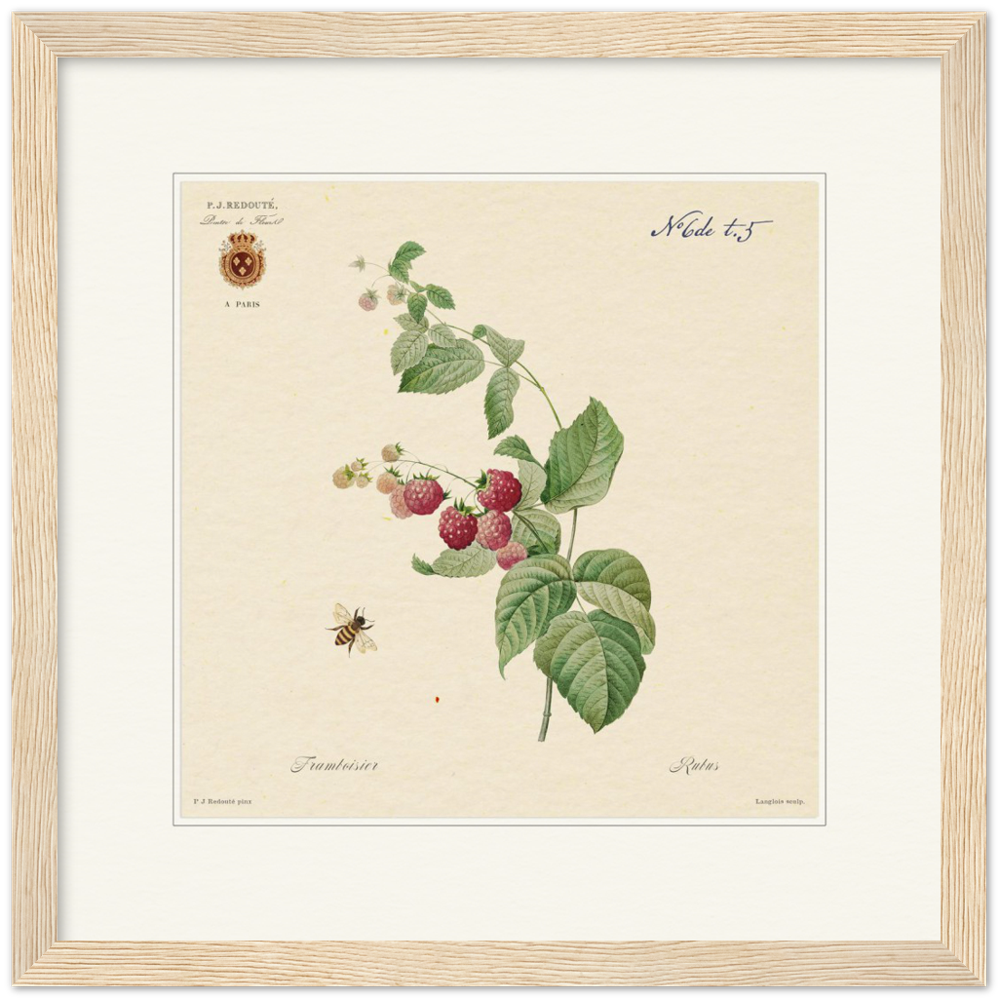 Raspberries by Redouté, 1824 (édition classique)