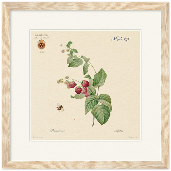 Raspberries by Redouté, 1824 (édition classique)