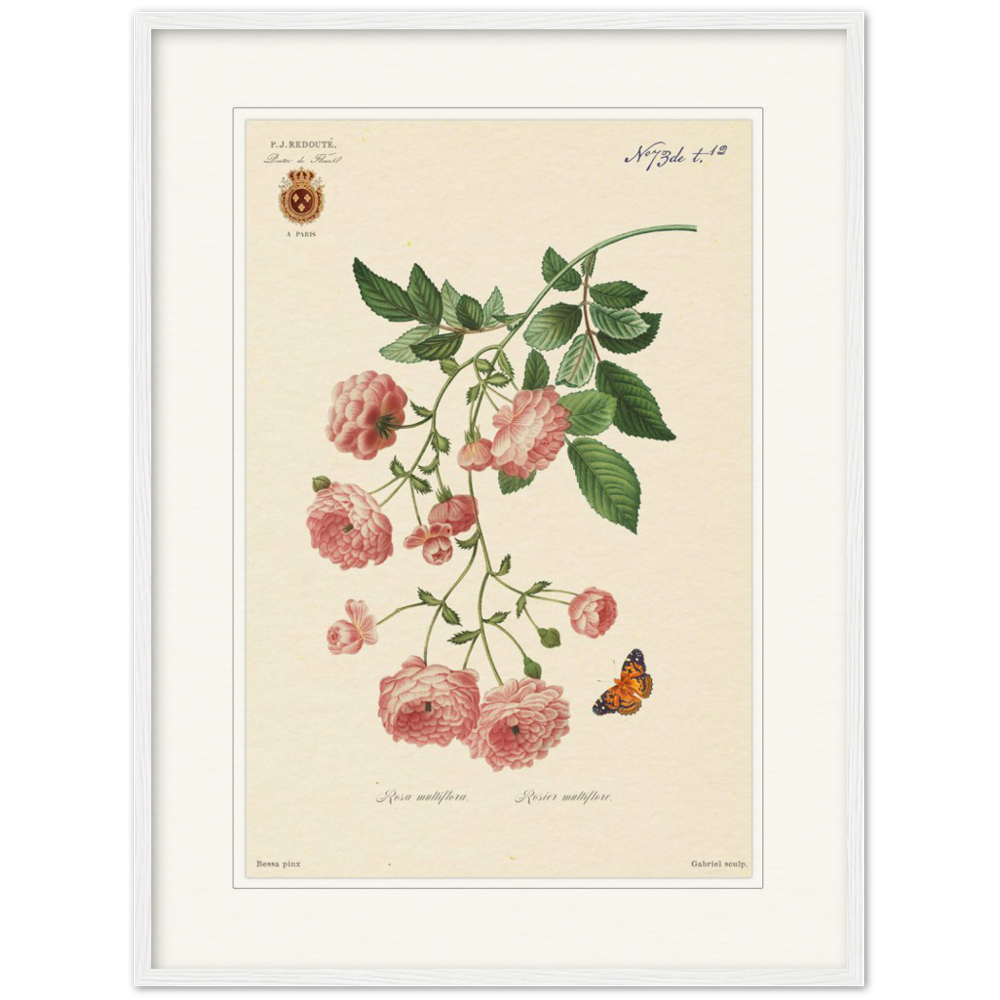 Pierre-Joseph Redouté, floral, flowers, art, wall art, flower prints, botanical, illustration, plants, roses