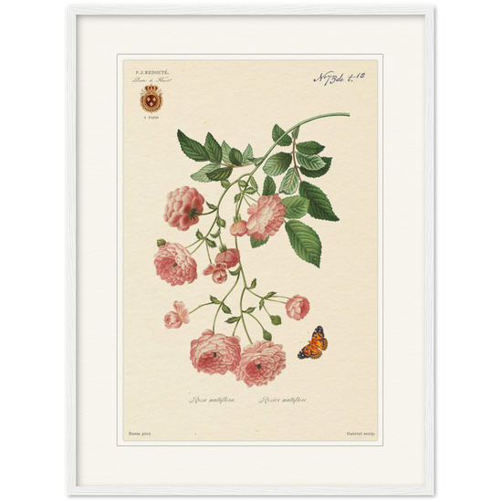 Pierre-Joseph Redouté, floral, flowers, art, wall art, flower prints, botanical, illustration, plants, roses