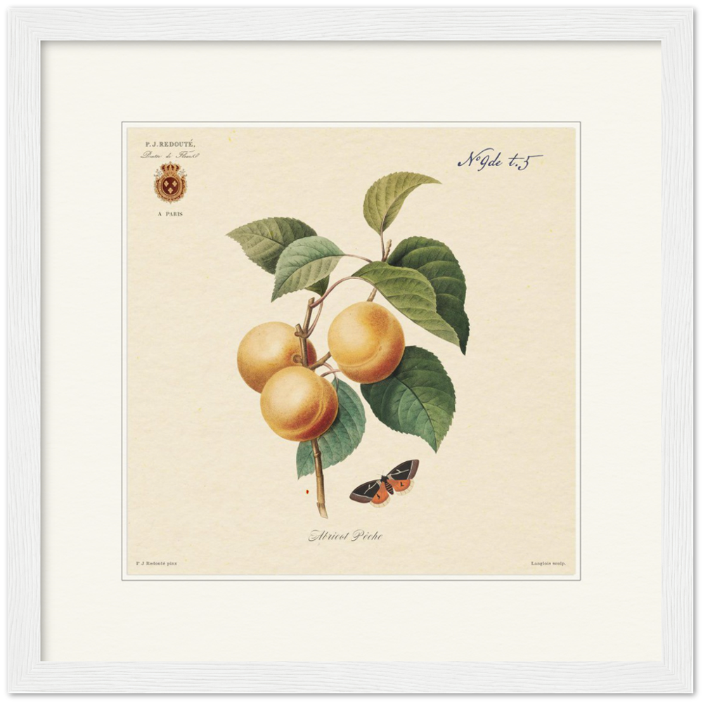 Apricot-Peaches by Redouté, 1824 (édition classique)