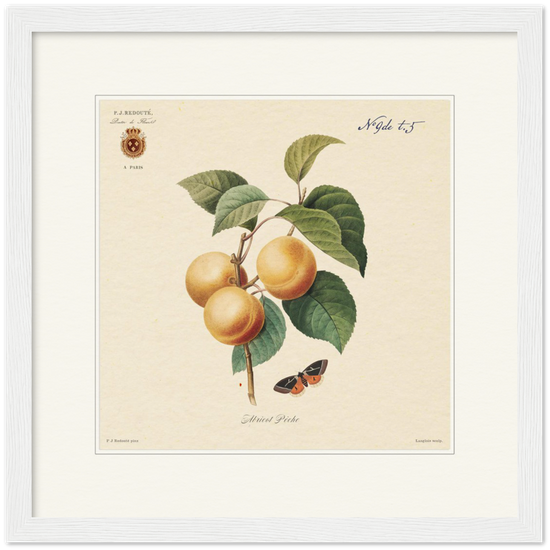 Apricot-Peaches by Redouté, 1824 (édition classique)