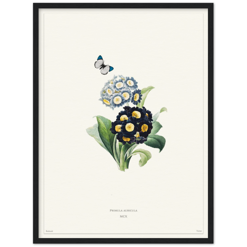 Pierre-Joseph Redouté, floral, flowers, art, wall art, flower prints, botanical, illustration, plants, roses