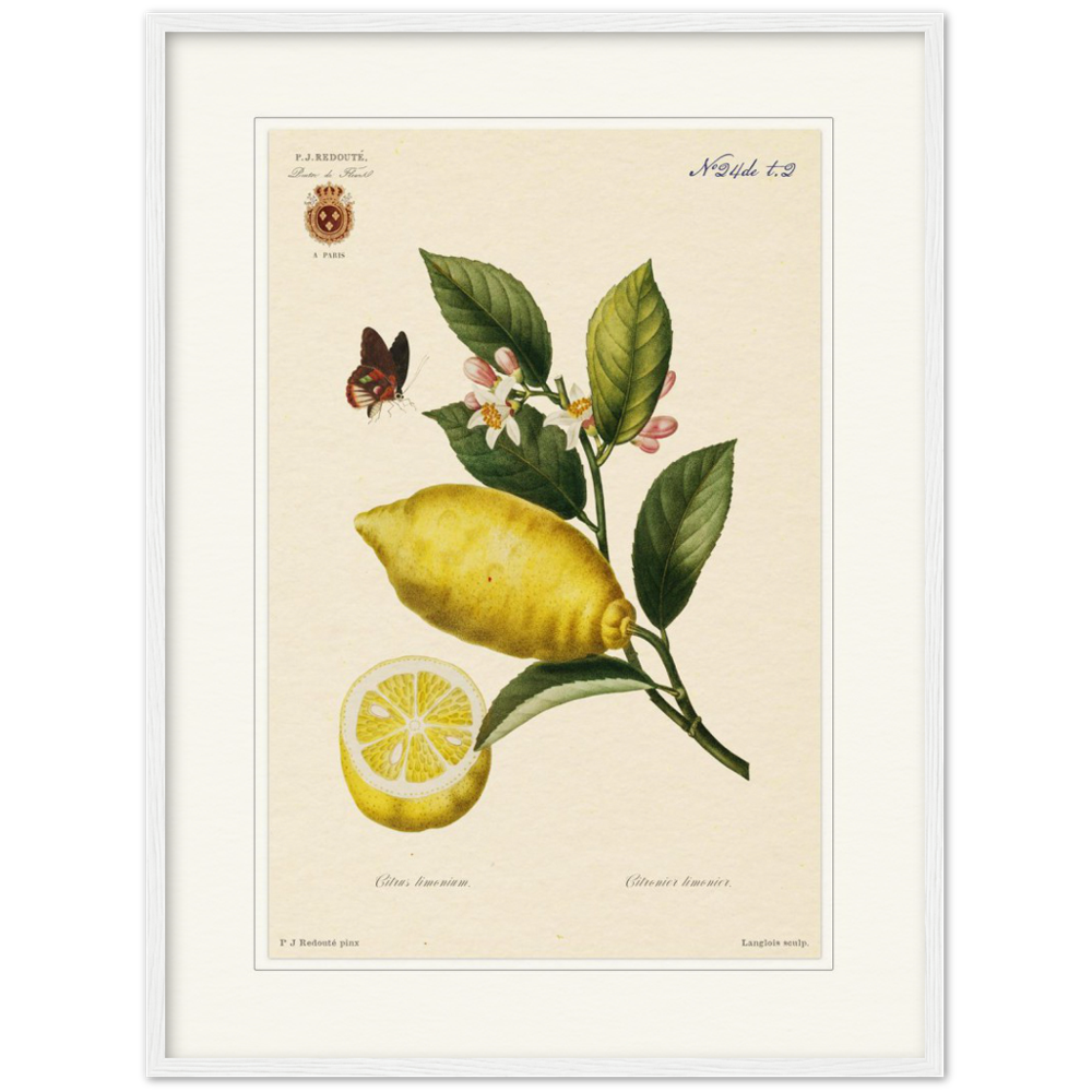 Lemon by Redouté, 1834 (édition classique)