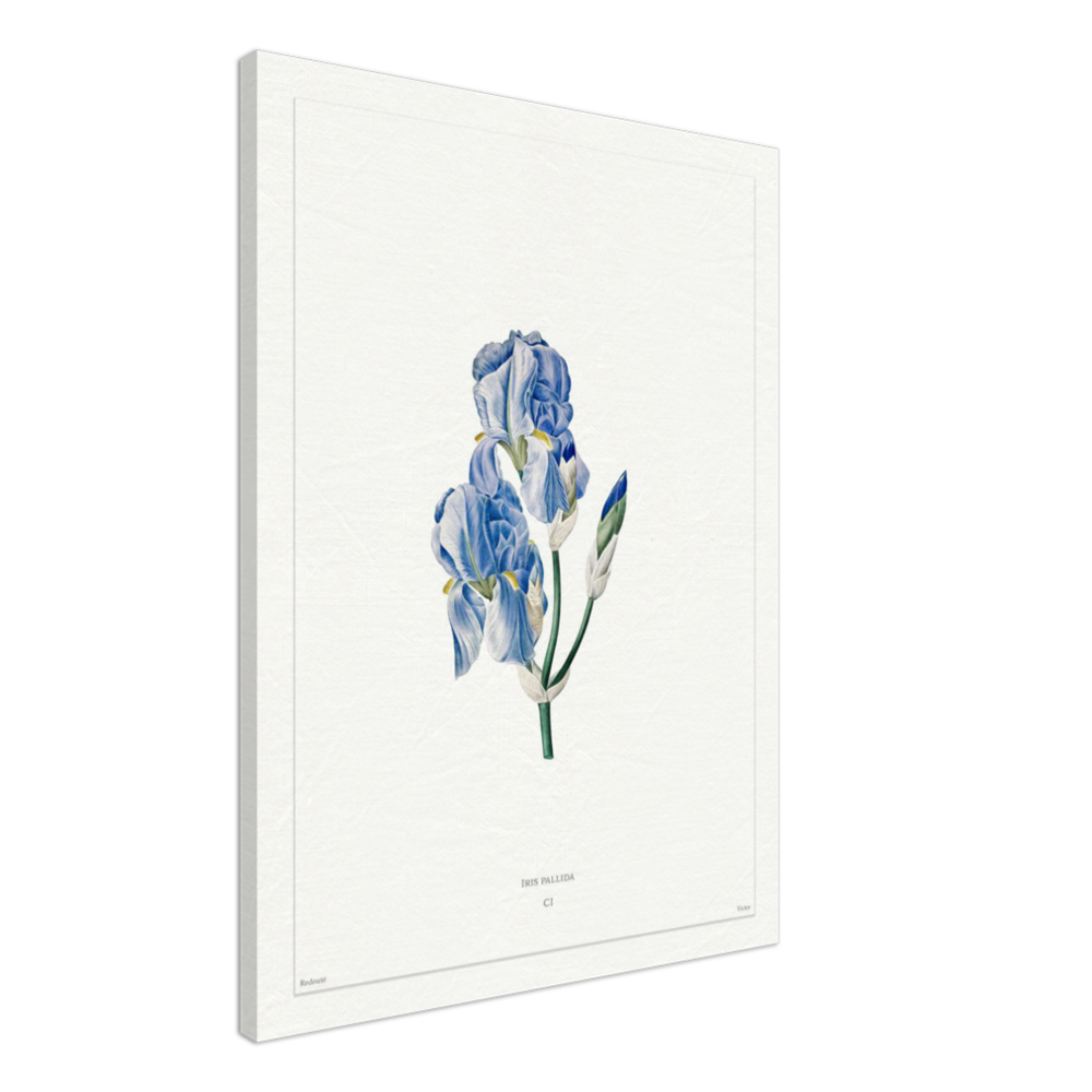 Pale iris, 1827 (édition blanc)