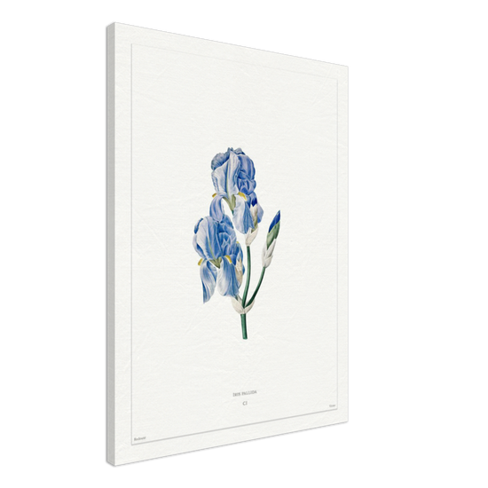 Pale iris, 1827 (édition blanc)