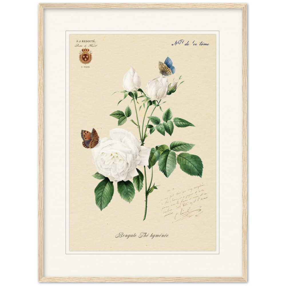 Pierre-Joseph Redouté, floral, flowers, art, wall art, flower prints, botanical, illustration, plants, roses