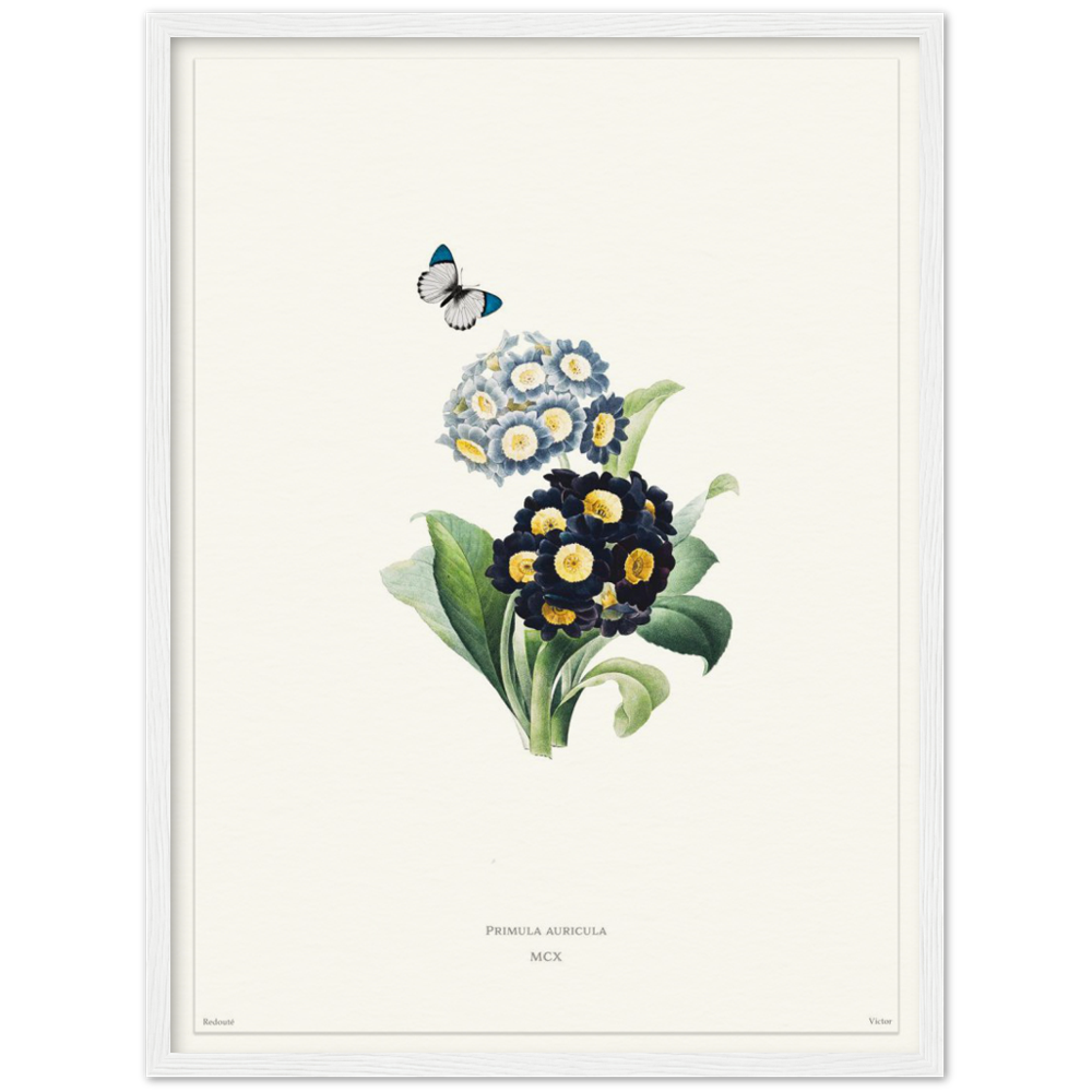 Pierre-Joseph Redouté, floral, flowers, art, wall art, flower prints, botanical, illustration, plants, roses
