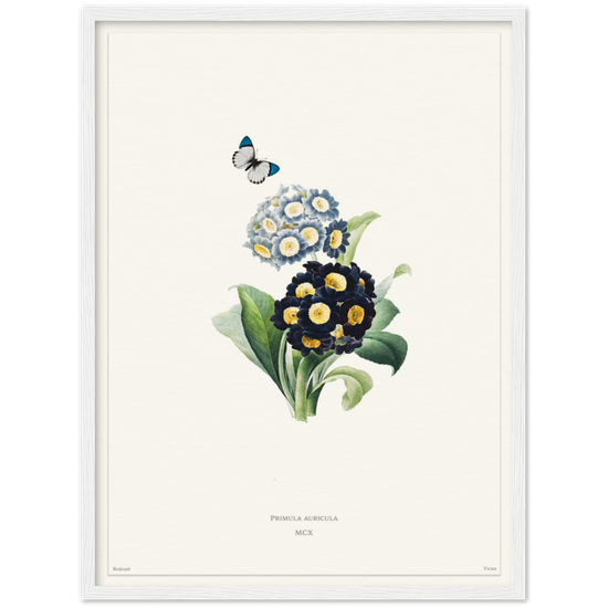 Pierre-Joseph Redouté, floral, flowers, art, wall art, flower prints, botanical, illustration, plants, roses