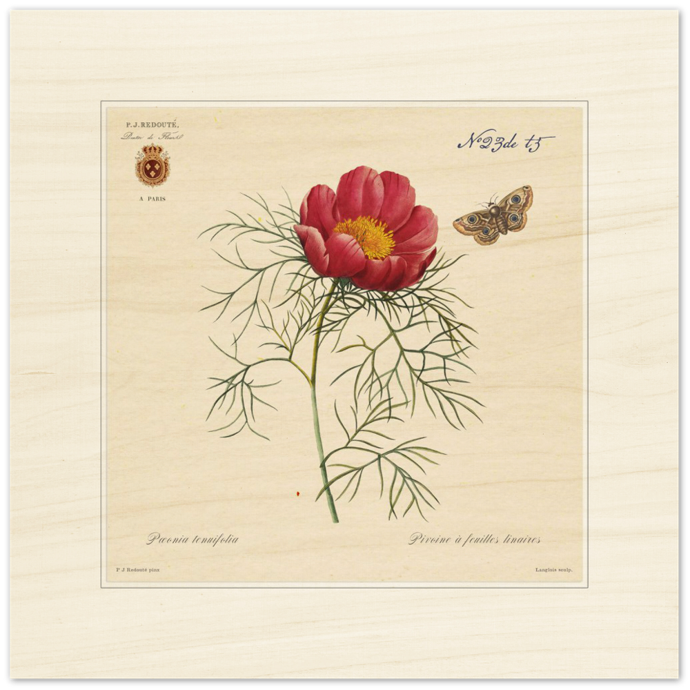 Pierre-Joseph Redouté, floral, flowers, art, wall art, flower prints, botanical, illustration, plants, roses