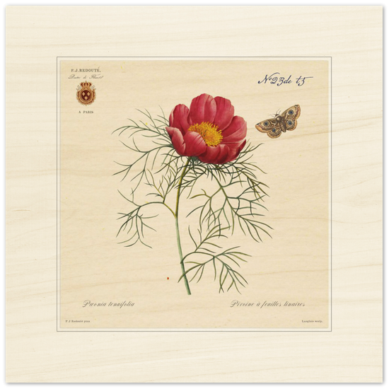 Pierre-Joseph Redouté, floral, flowers, art, wall art, flower prints, botanical, illustration, plants, roses