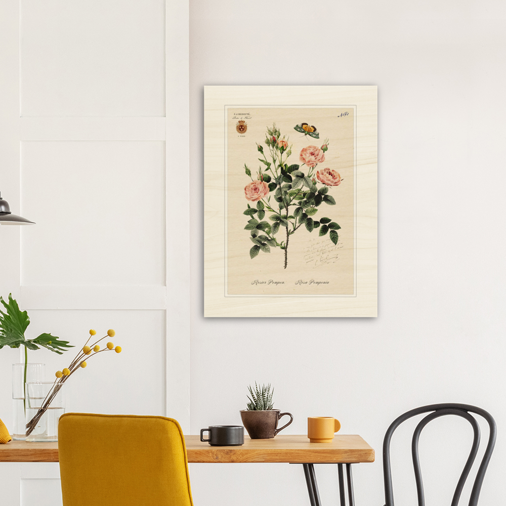 Rose Pompon by Redouté, 1824 (édition classique)