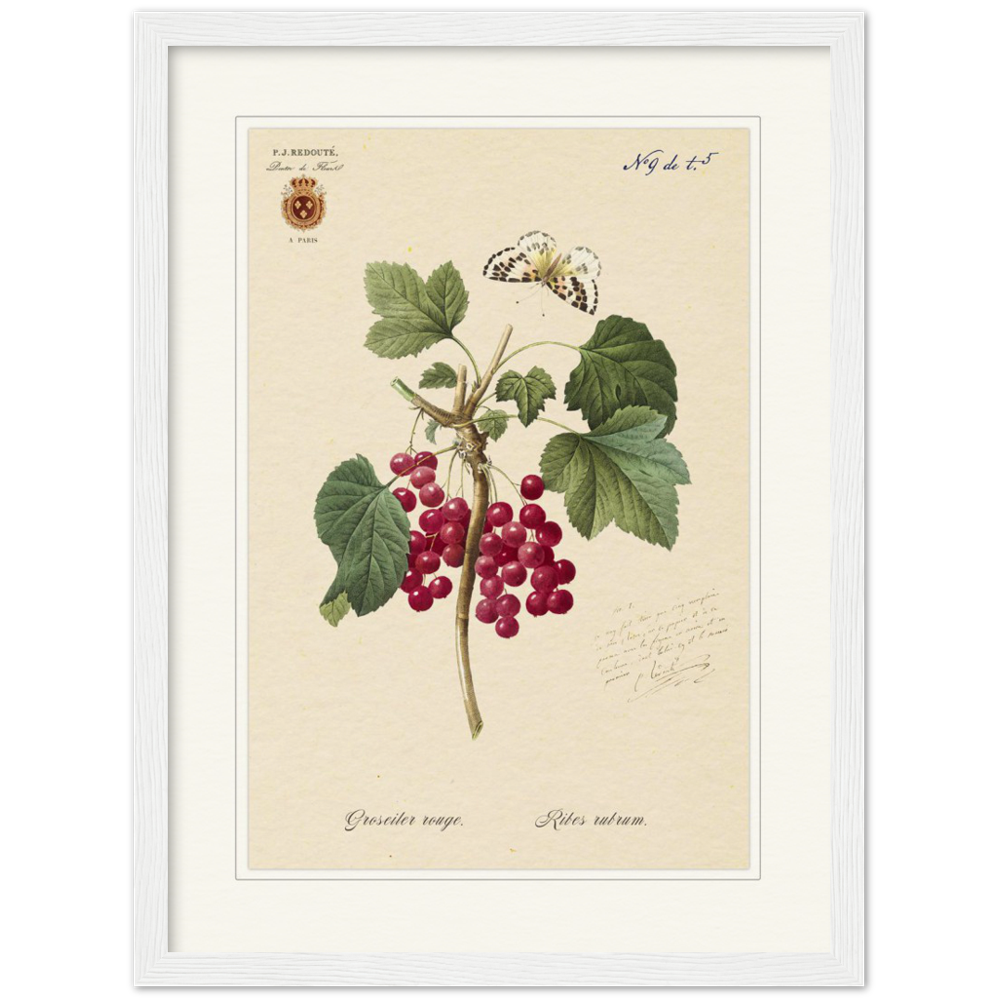 Red currant by Redoute, 1827 (édition classique)