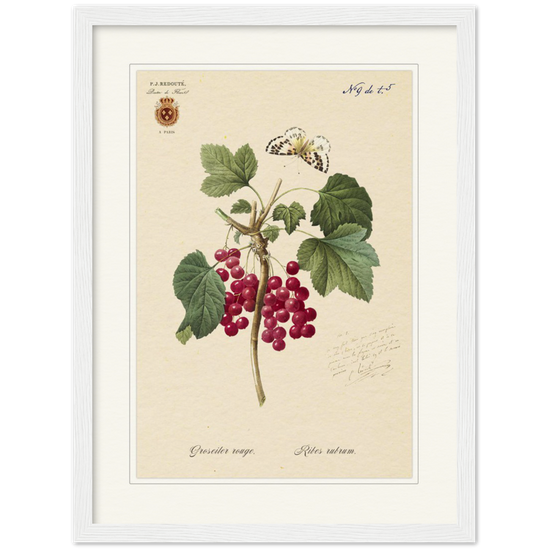 Red currant by Redoute, 1827 (édition classique)