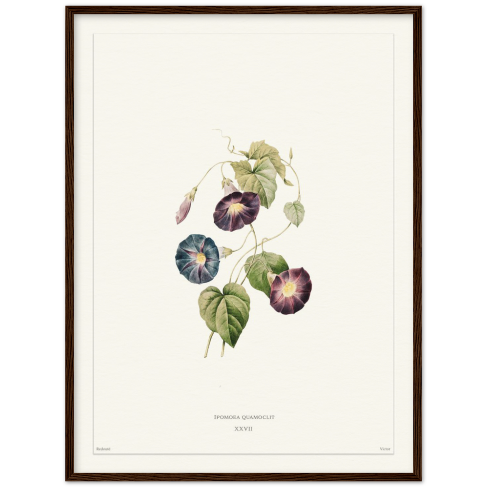 Pierre-Joseph Redouté, floral, flowers, art, wall art, flower prints, botanical, illustration, plants, roses