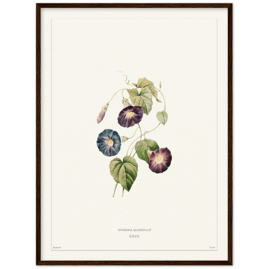 Pierre-Joseph Redouté, floral, flowers, art, wall art, flower prints, botanical, illustration, plants, roses