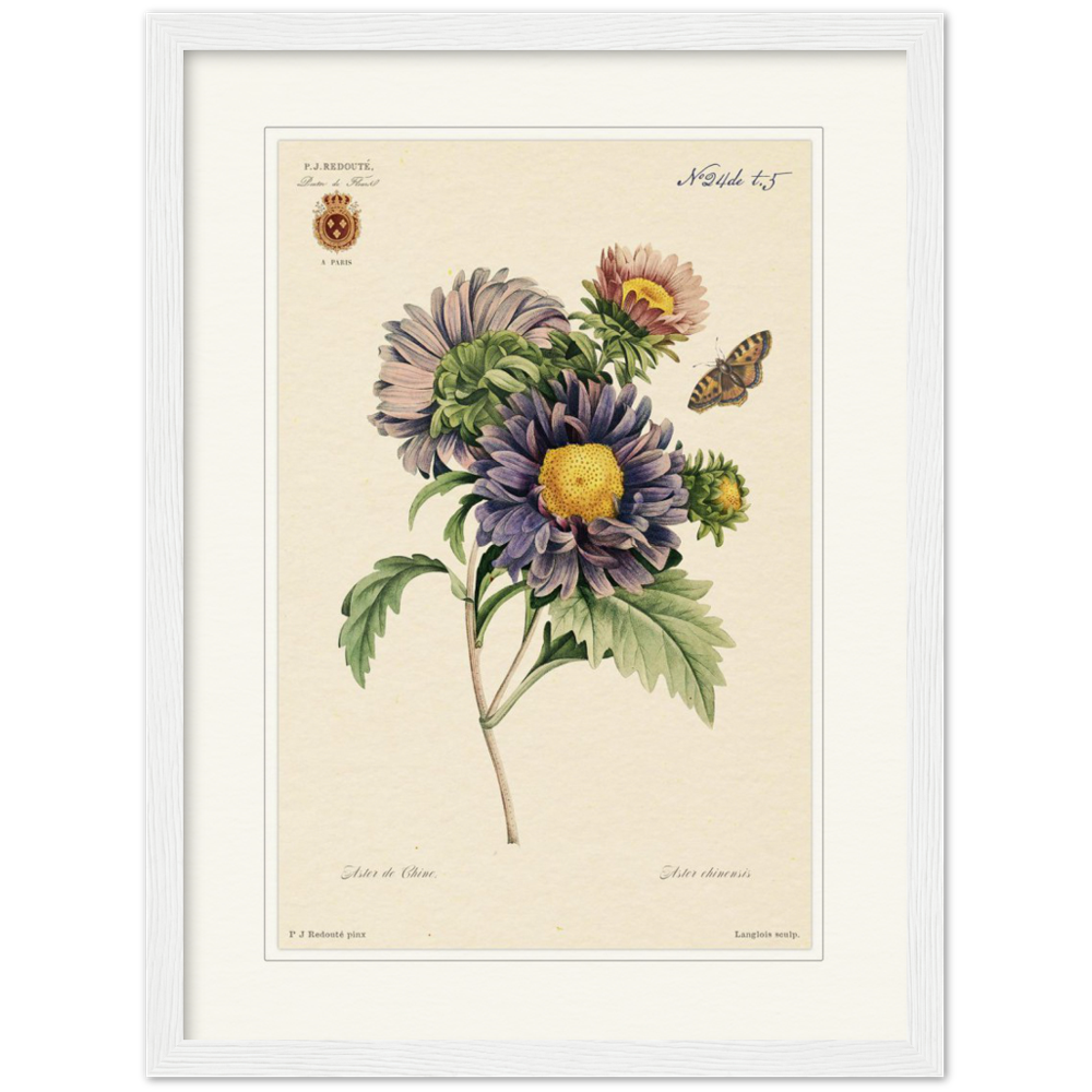 Pierre-Joseph Redouté, floral, flowers, art, wall art, flower prints, botanical, illustration, plants, roses