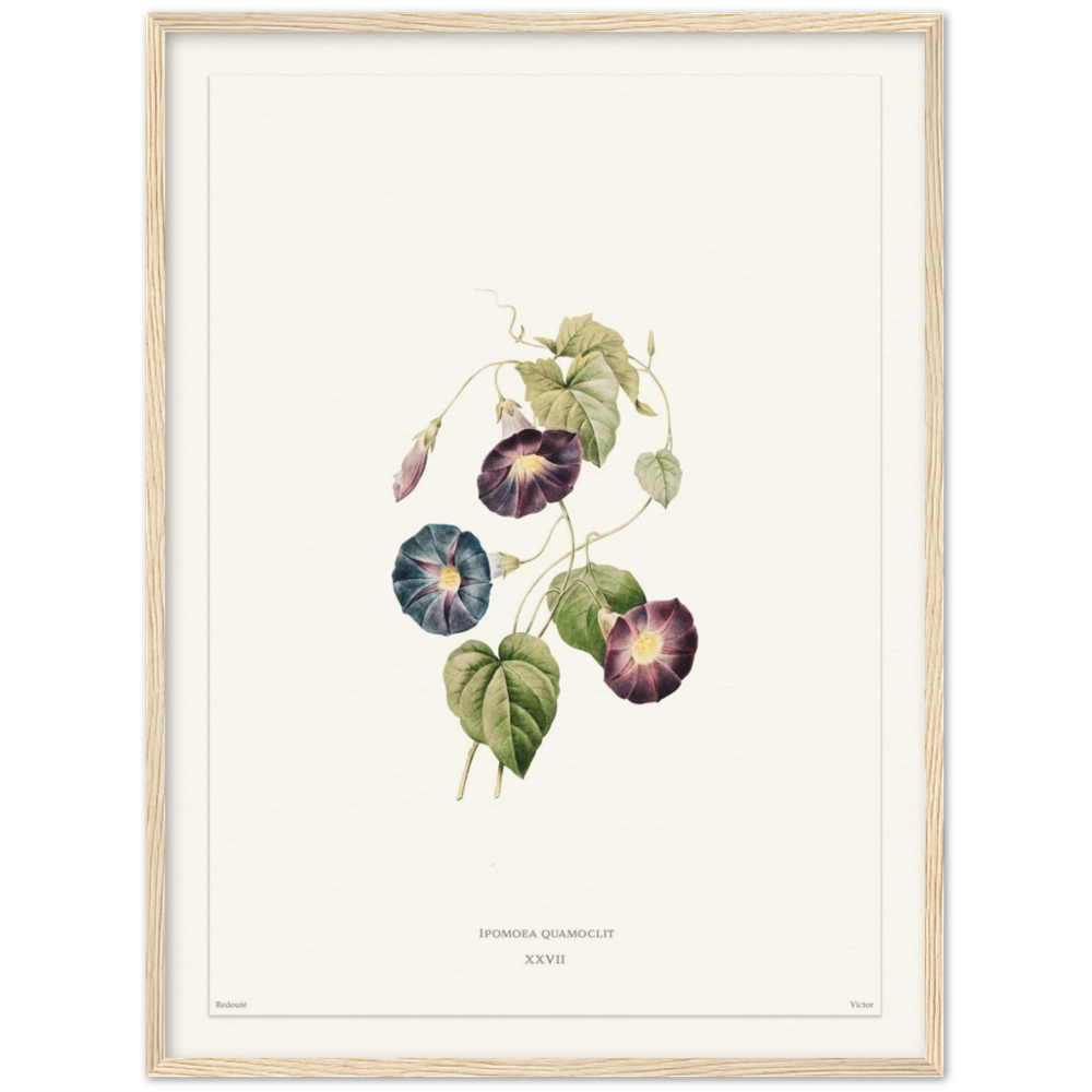 Pierre-Joseph Redouté, floral, flowers, art, wall art, flower prints, botanical, illustration, plants, roses