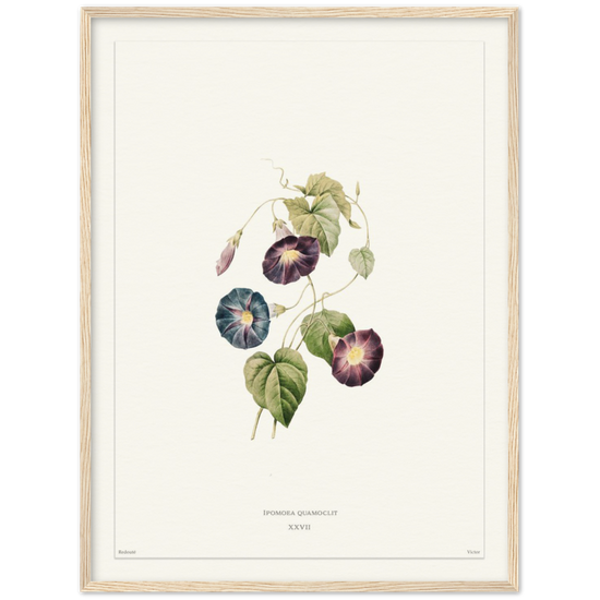 Pierre-Joseph Redouté, floral, flowers, art, wall art, flower prints, botanical, illustration, plants, roses