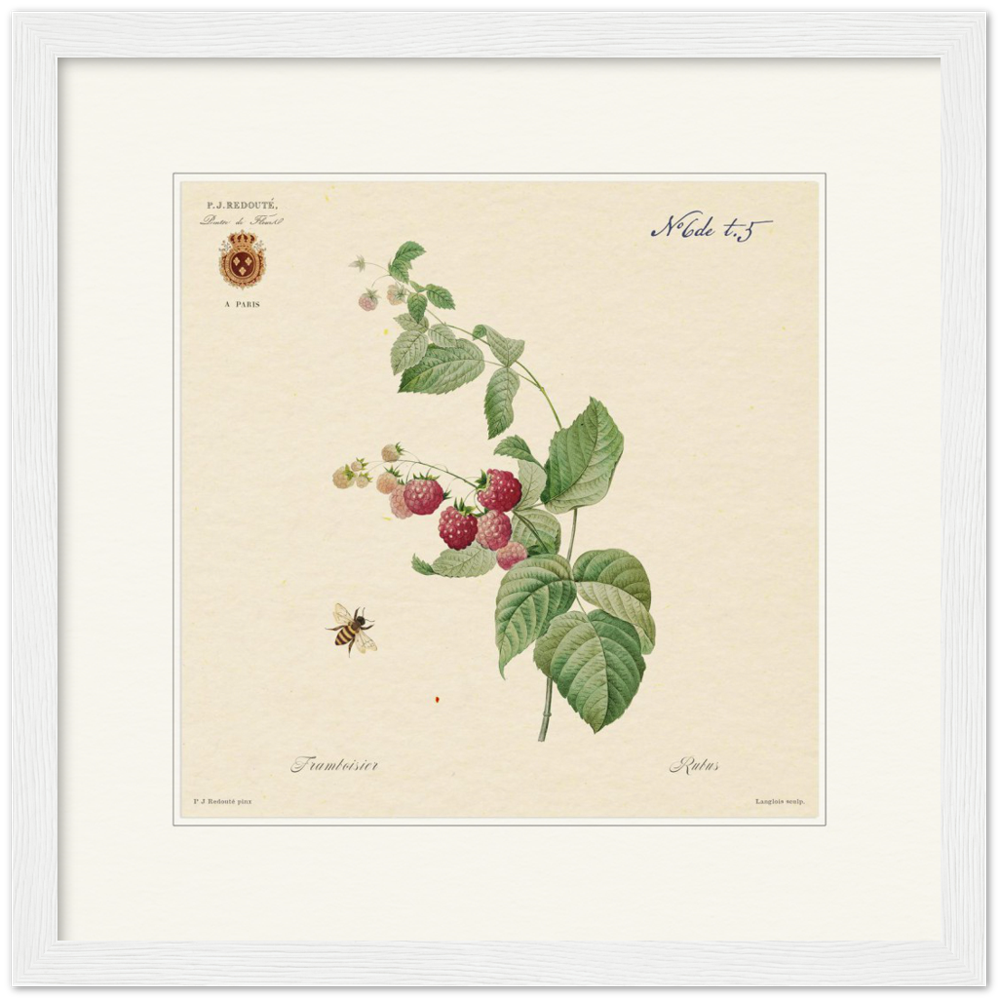 Raspberries by Redouté, 1824 (édition classique)