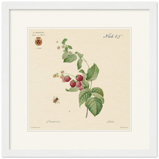 Raspberries by Redouté, 1824 (édition classique)