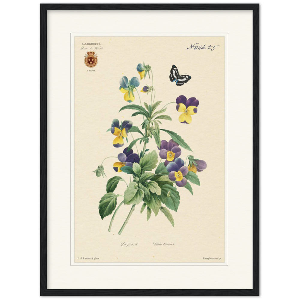 Tricolor viola by Redouté, 1834 (édition classique)