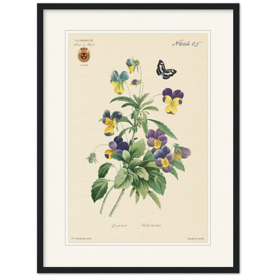 Tricolor viola by Redouté, 1834 (édition classique)