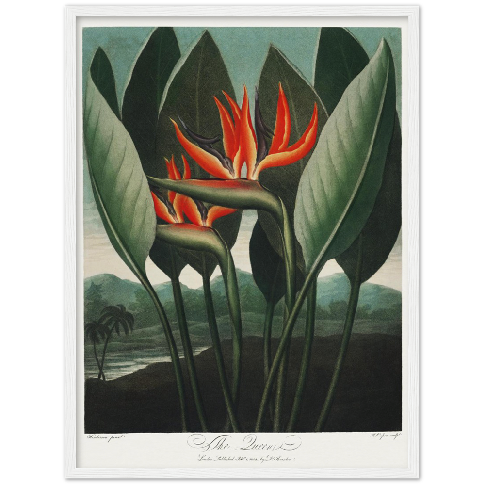 The Queen plant by R.J. Thornton, 1807