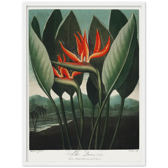 The Queen plant by R.J. Thornton, 1807