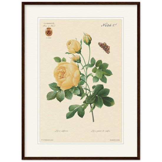 Redoute roses, framed botanical print, yellow rose, 