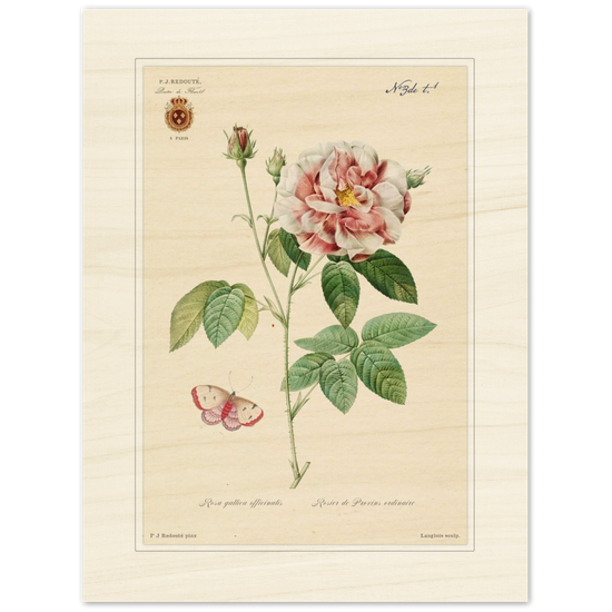French Provencal Rose by Redouté, édition classique