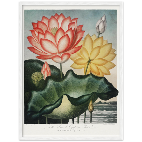 The Sacred Egyptian Bean by R.J. Thornton, 1807