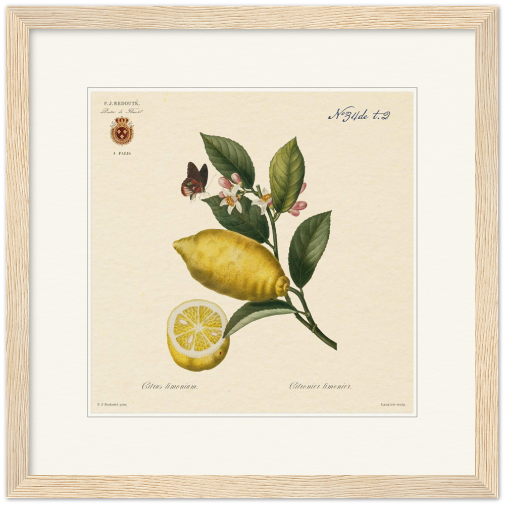Lemon by Redouté, 1834 (édition classique)