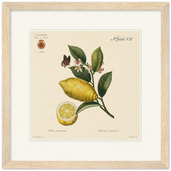 Lemon by Redouté, 1834 (édition classique)