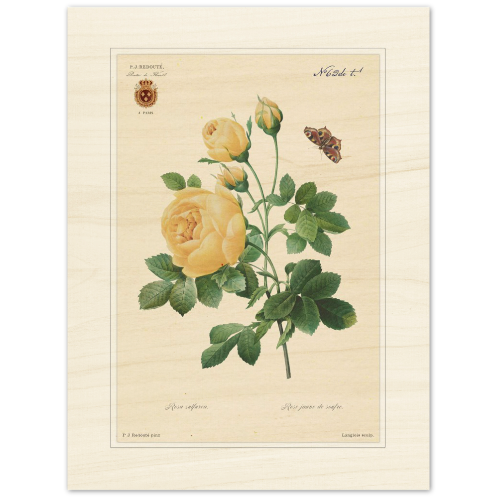 Yellow rose by Langlois and Redouté (édition classique)