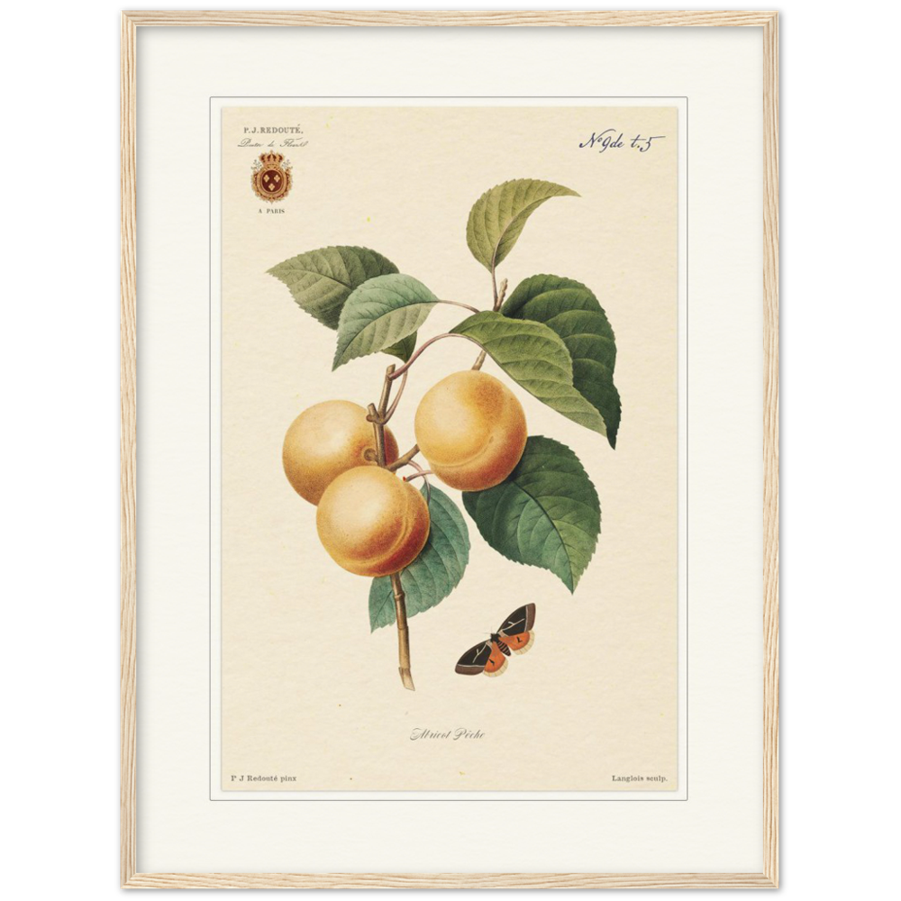 Apricot-Peaches by Redouté, 1824 (édition classique)
