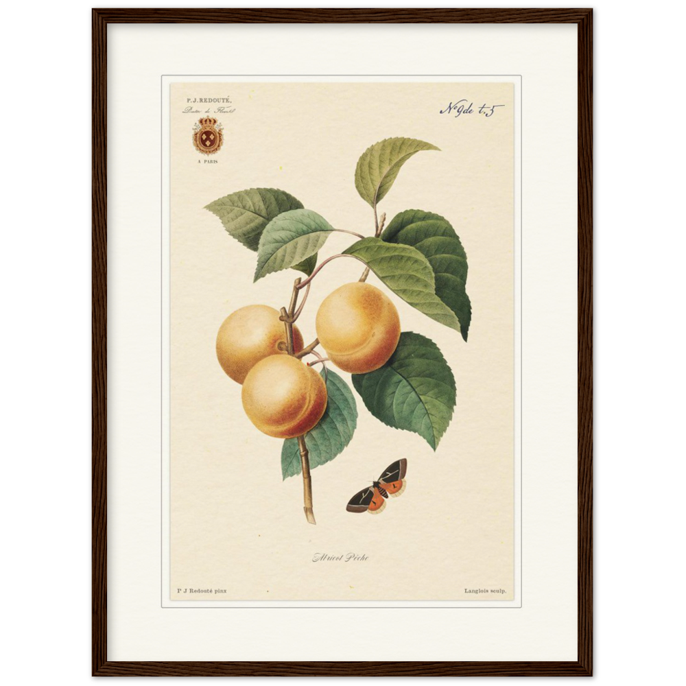 Apricot-Peaches by Redouté, 1824 (édition classique)