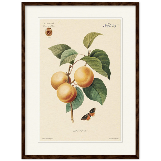 Apricot-Peaches by Redouté, 1824 (édition classique)