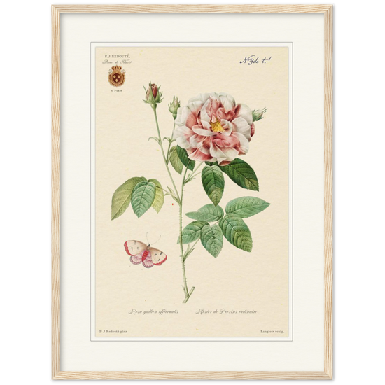 French Provencal Rose by Redouté, édition classique