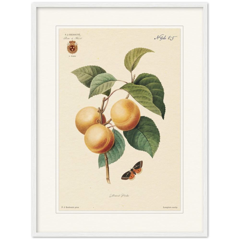 Apricot-Peaches by Redouté, 1824 (édition classique)