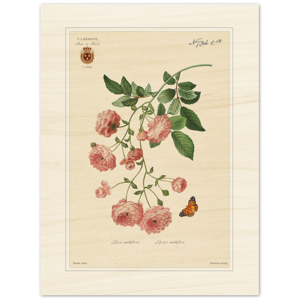 Pierre-Joseph Redouté, floral, flowers, art, wall art, flower prints, botanical, illustration, plants, roses