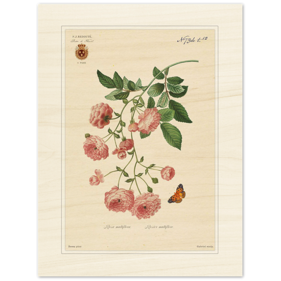 Pierre-Joseph Redouté, floral, flowers, art, wall art, flower prints, botanical, illustration, plants, roses